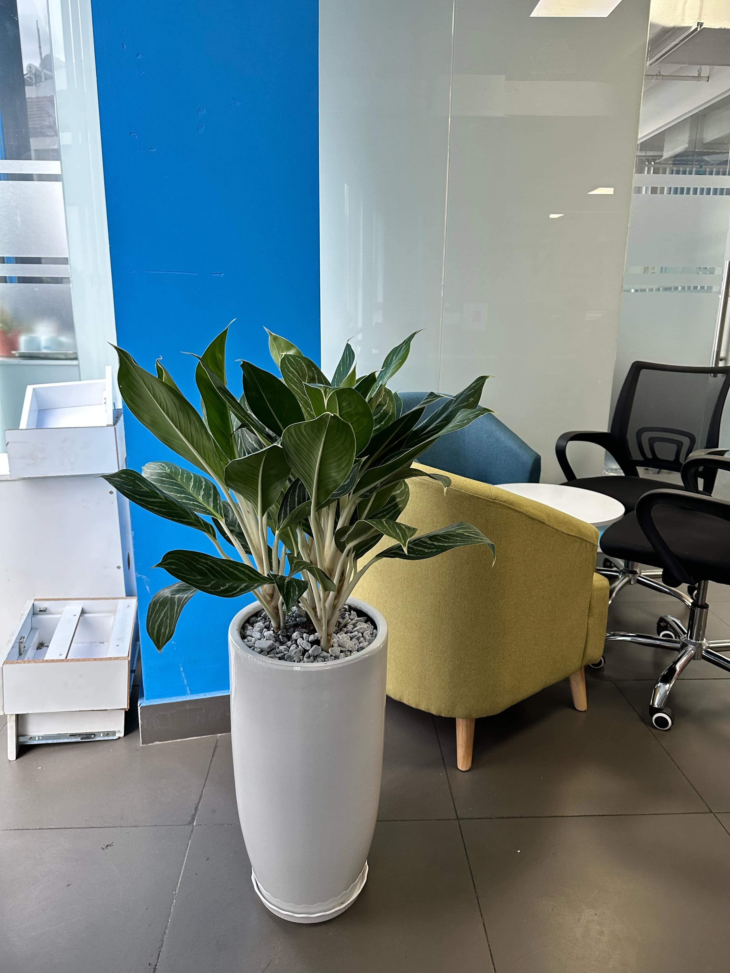 Cây Bạch Mã Hoàng Tử - 3