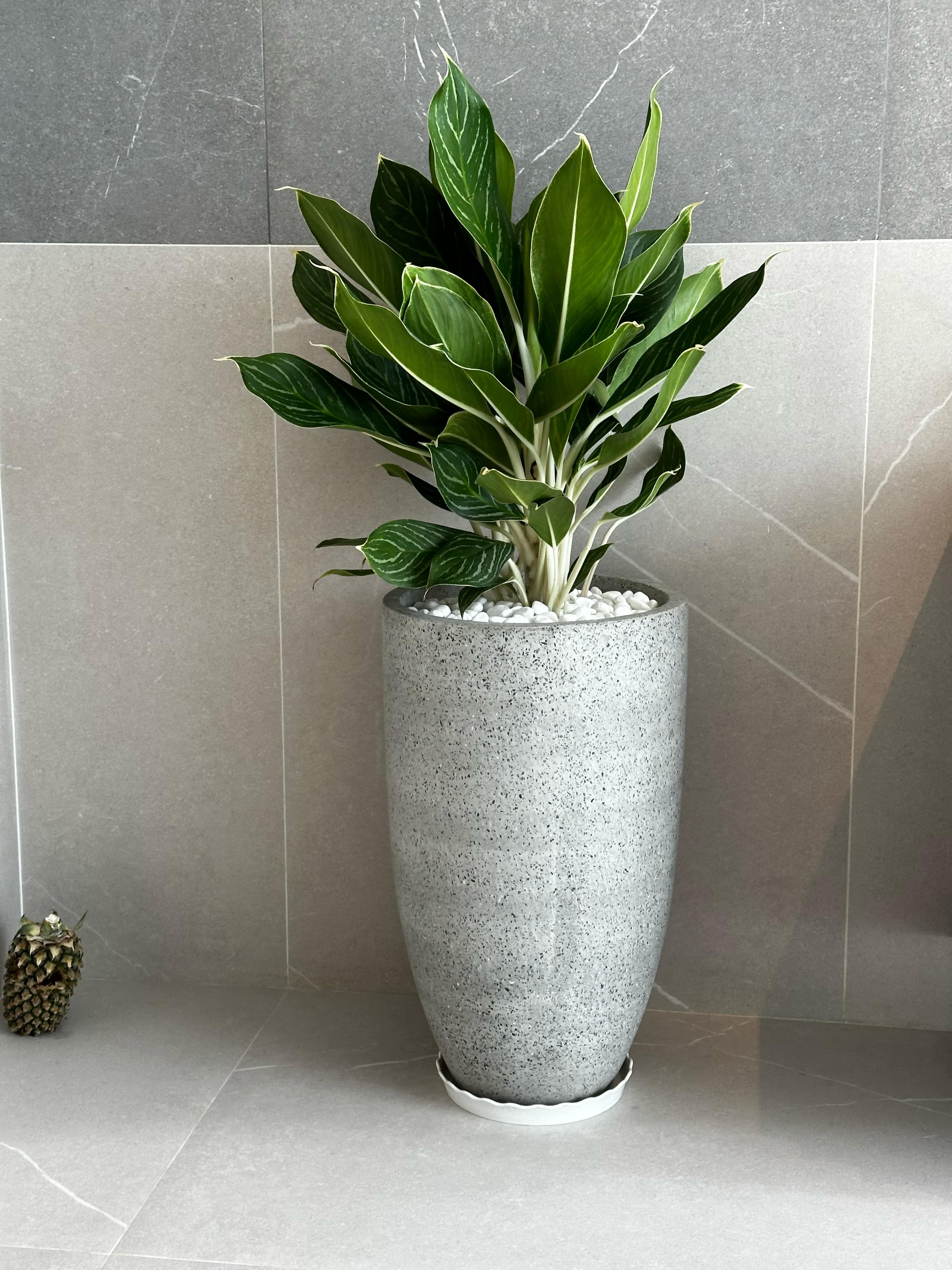 Cây Bạch Mã Hoàng Tử - 4