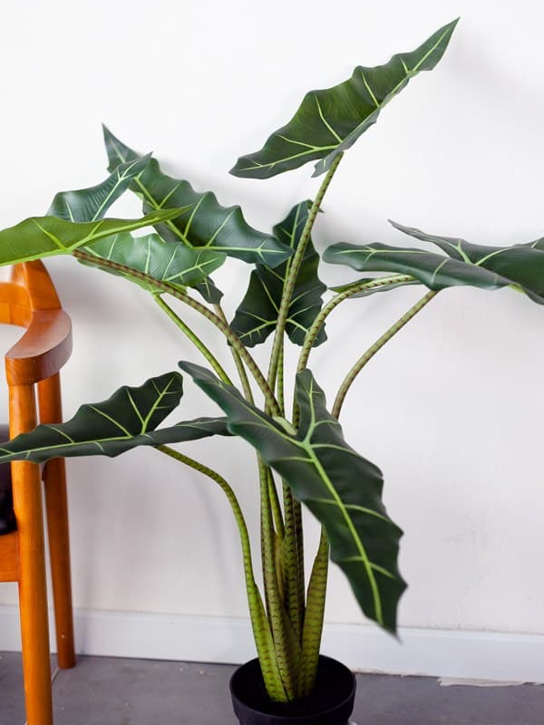 Cây môn ngựa Alocasia Sarian - 0