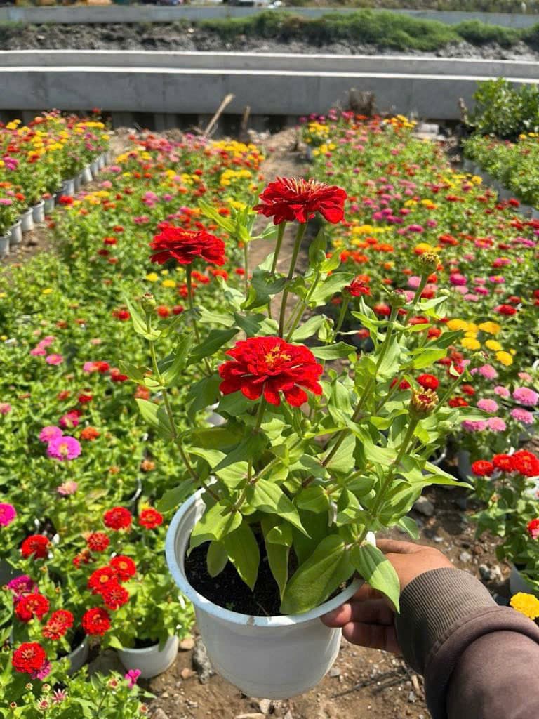 Hoa Cúc Tiger - Cây tết 2025 - 0