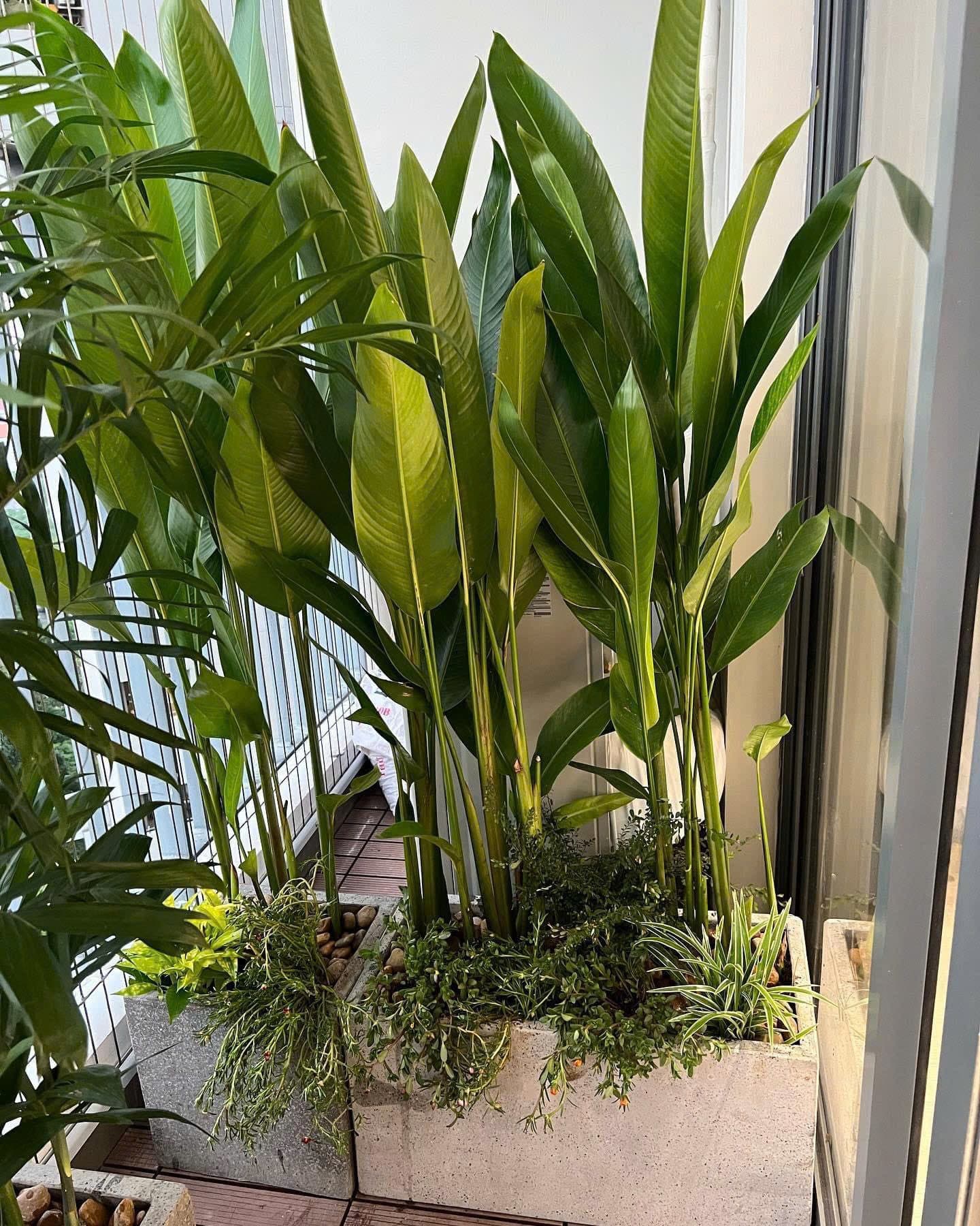 Cây Chuối Thiên Điểu - Mỏ Két - 0