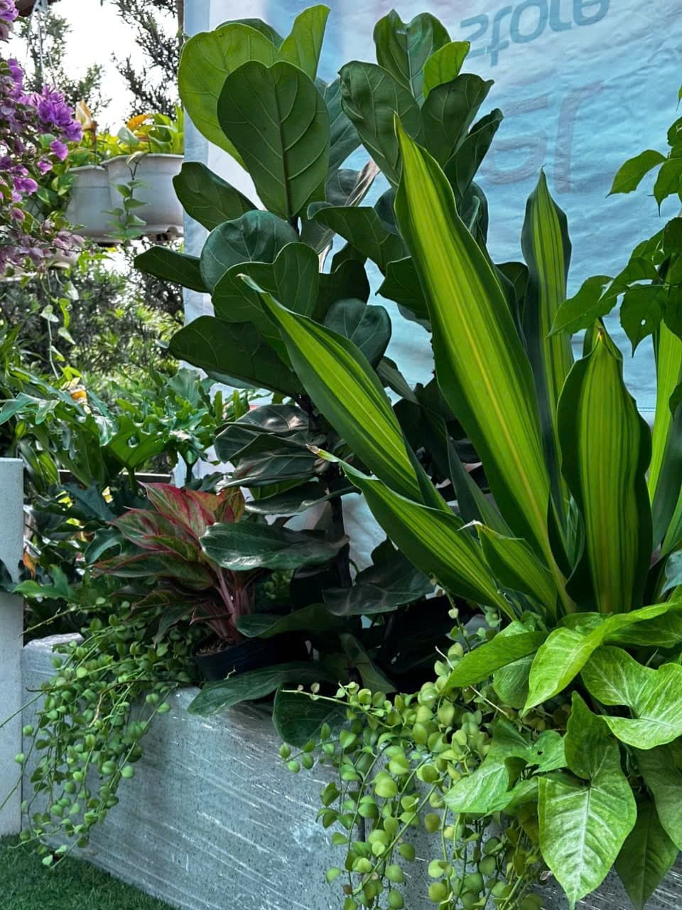 Cây Dứa Vàng - 0