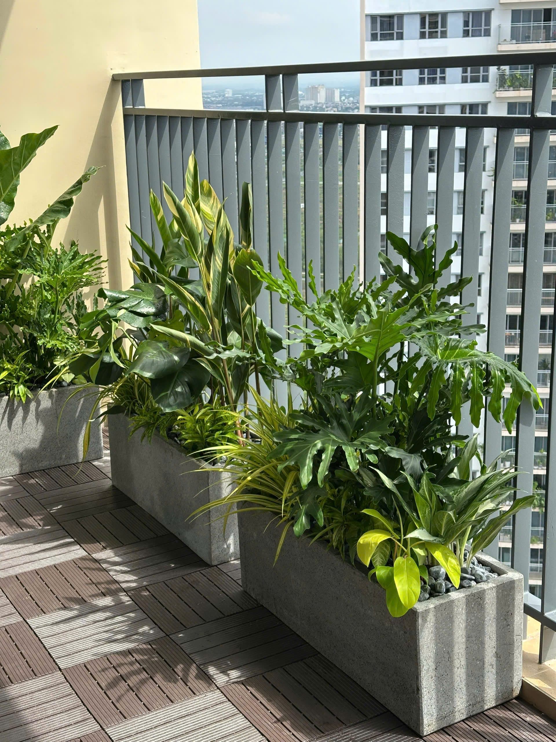 Cây Trầu Bà Đế Vương - 0