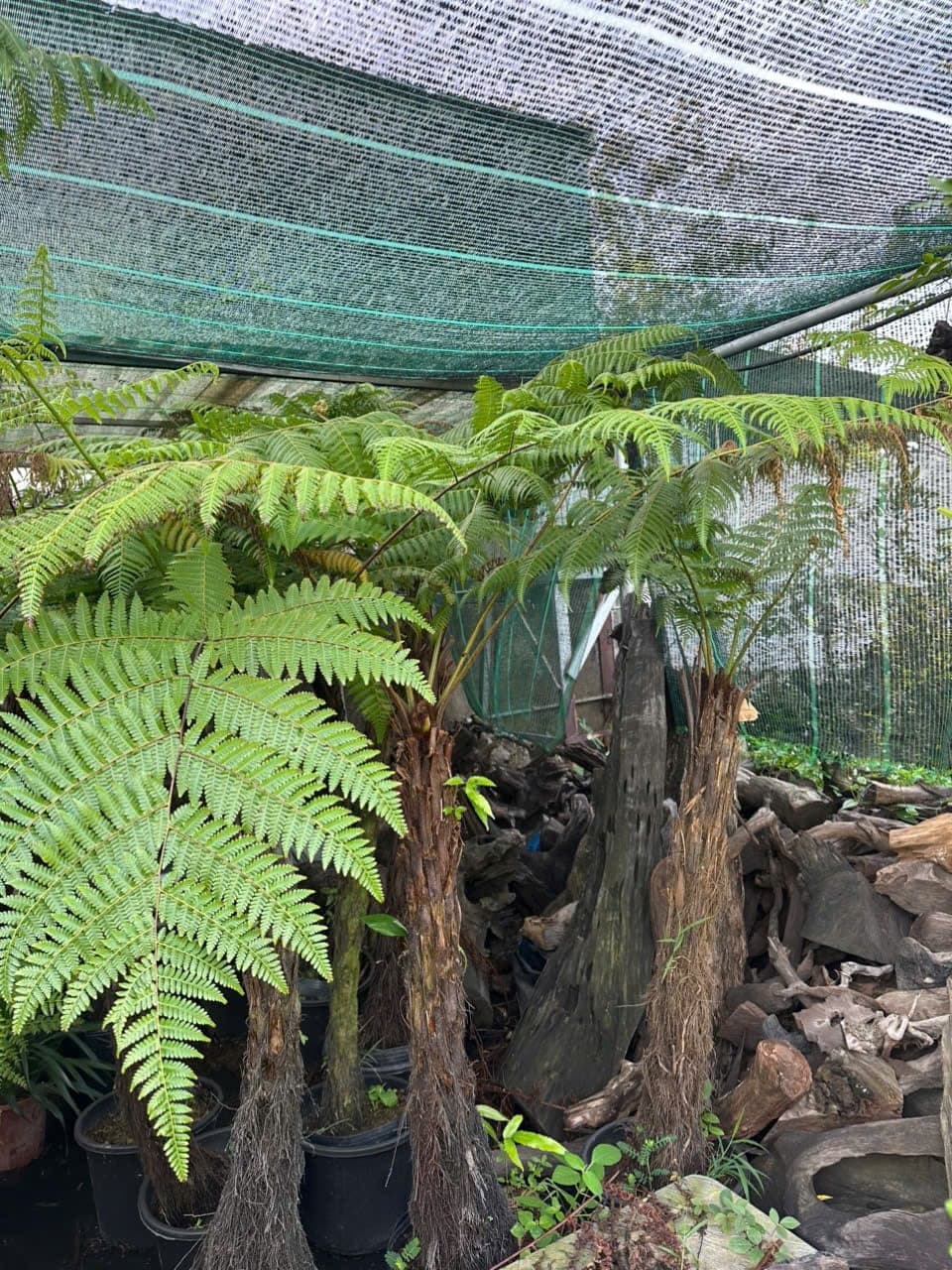 Cây Dương Xỉ Culi - 1