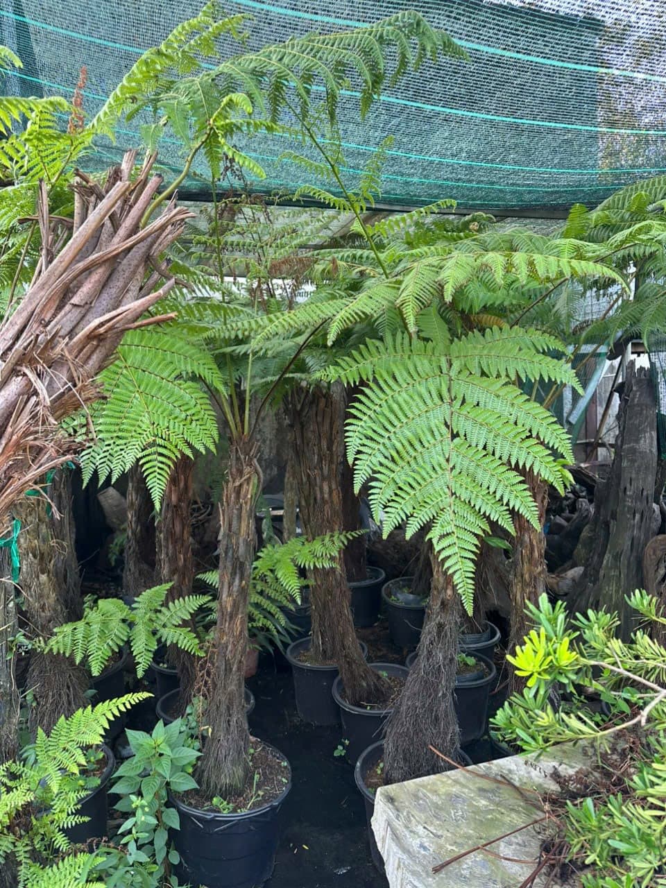 Cây Dương Xỉ Culi - 0