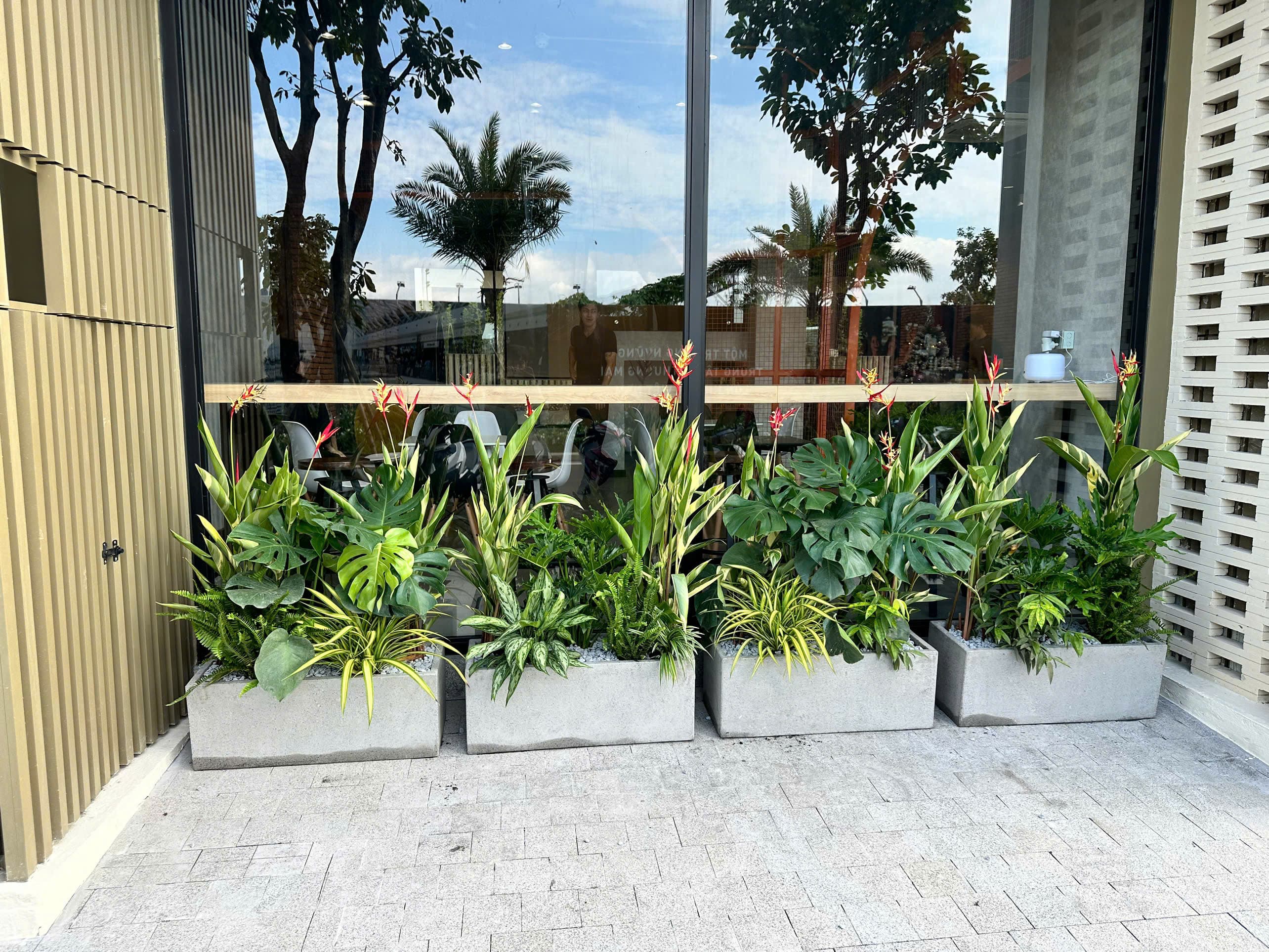 Hình Cho thuê cây cảnh