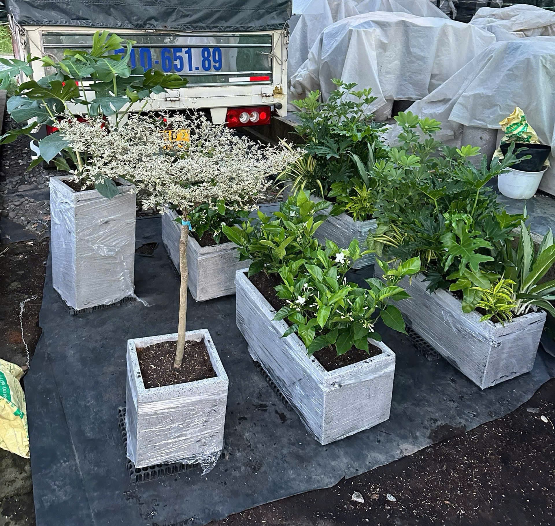 Hình Cung cấp cây cảnh