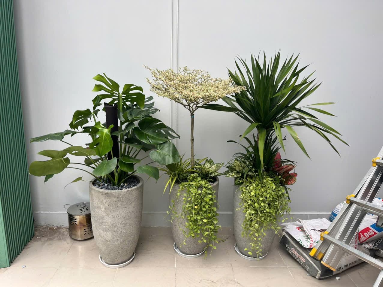 5 sai lầm phổ biến khi trồng cây trong nhà mà ai cũng mắc phải