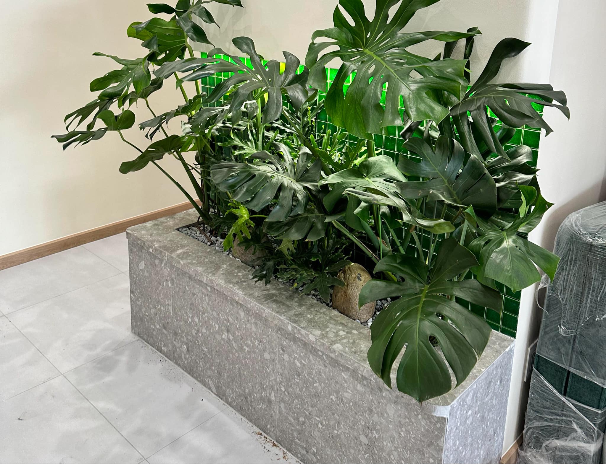 Hình Trồng cây ban công, sân thượng, trong nhà