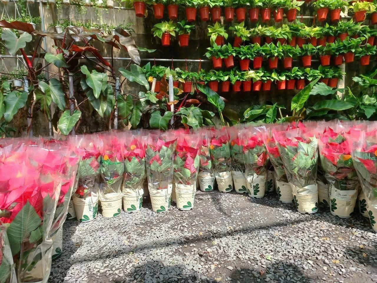 Review Top Các Loại Cây Cảnh Nội Thất Hot Nhất Năm 2025